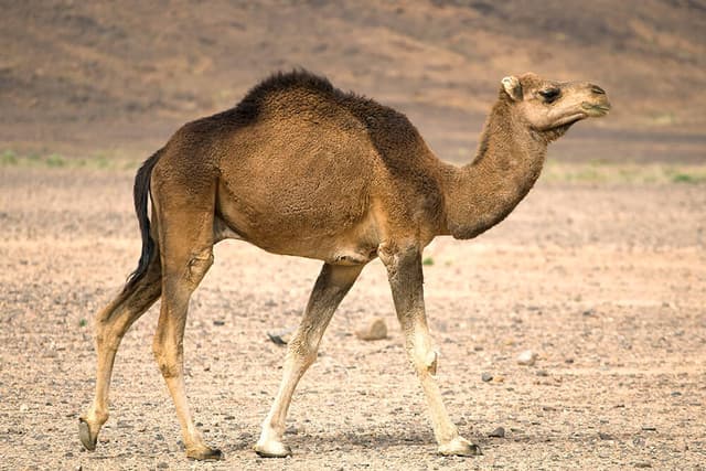 Deshi Camel