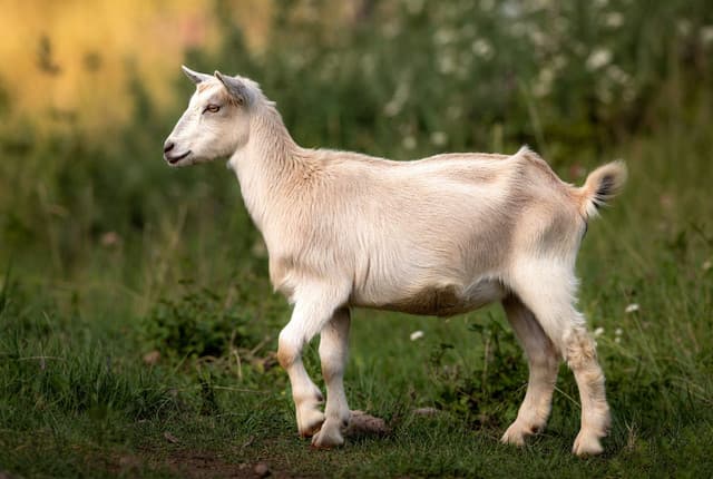 Beetal Goat