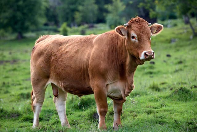 Red Chittagong Cow