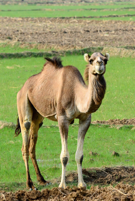 Premium Camel