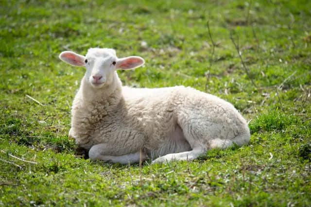 Dumba Sheep