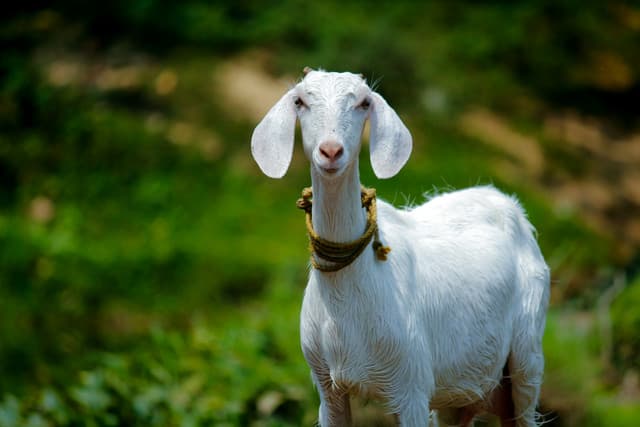 Deshi Large Goat