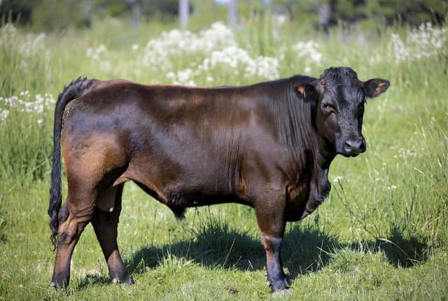 Sahiwal Cow