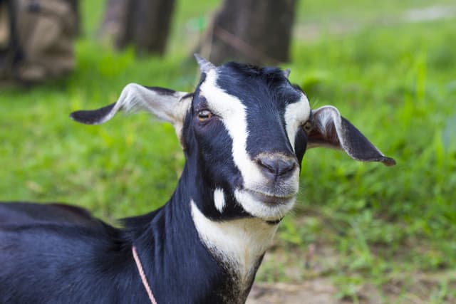 Black Bengal Goat