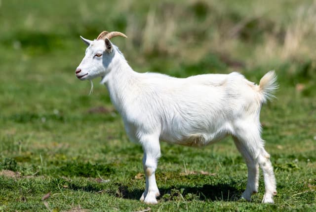 Deshi Goat