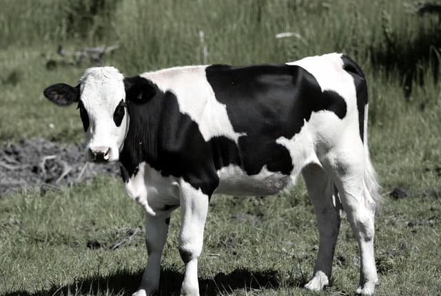 Holstein Friesian Cow