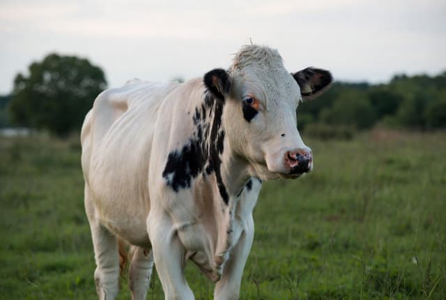 Deshi Shahi Cow