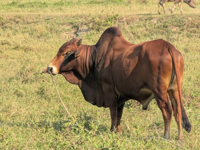 Sindhi Cow