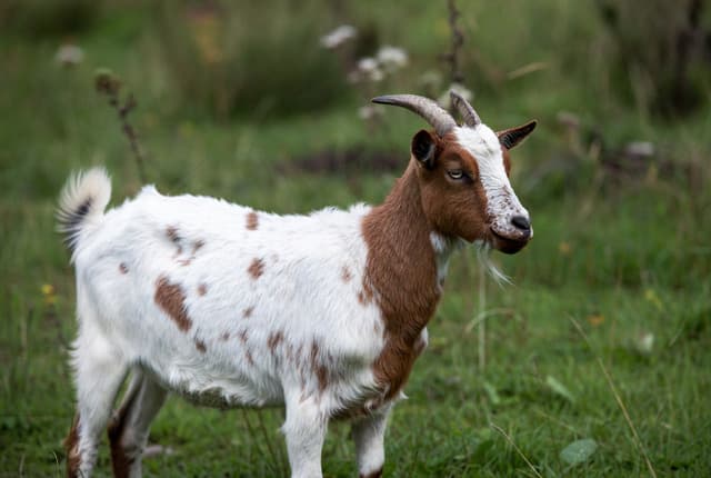 Jamunapari Goat
