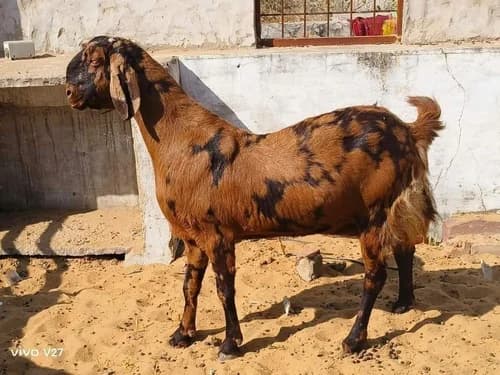 Premium Goat